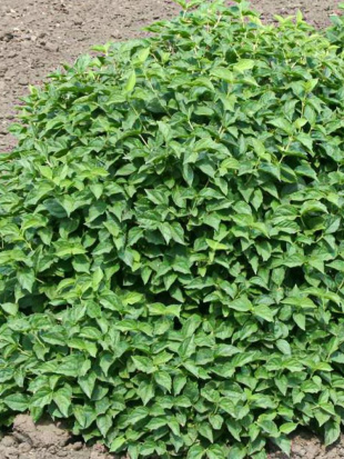 Чубушник Гном