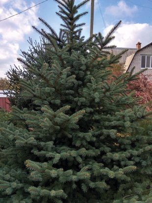 Ель Голубая Сан Хуан (San Juan)