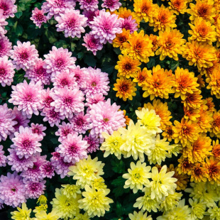 Хризантема корейская Ассортимент