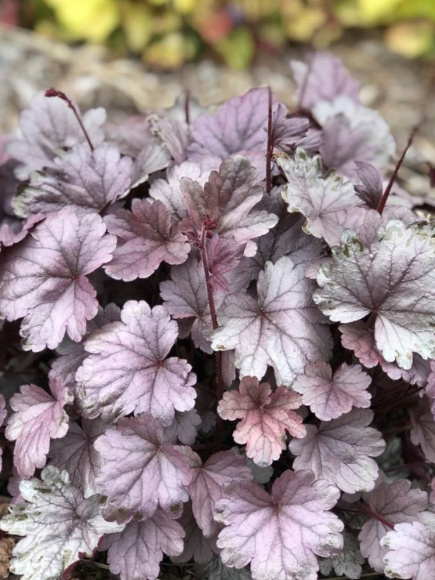 Гейхера Сильвер Гамдроп (Silver Gumdrop) купить с доставкой