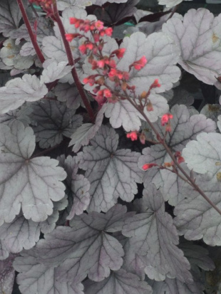 Гейхера Сильвер Гамдроп (Silver Gumdrop)