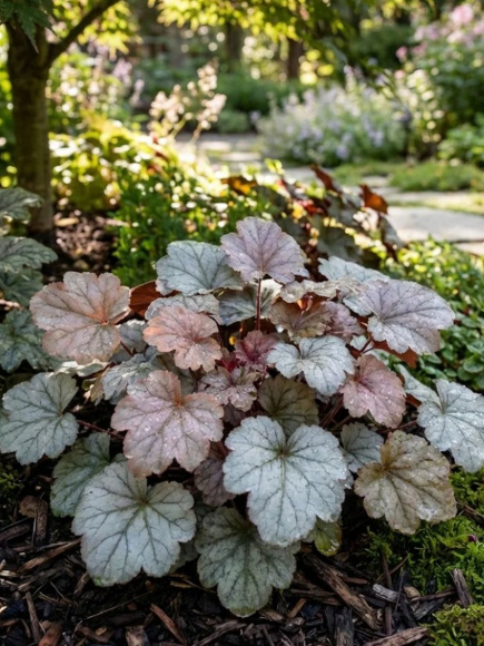 Гейхера Сильвер Гамдроп (Silver Gumdrop) купить с доставкой