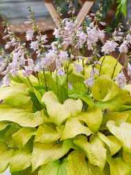 Хоста Ки Рен Джьяку (Ki Ren Jyaku) [L]