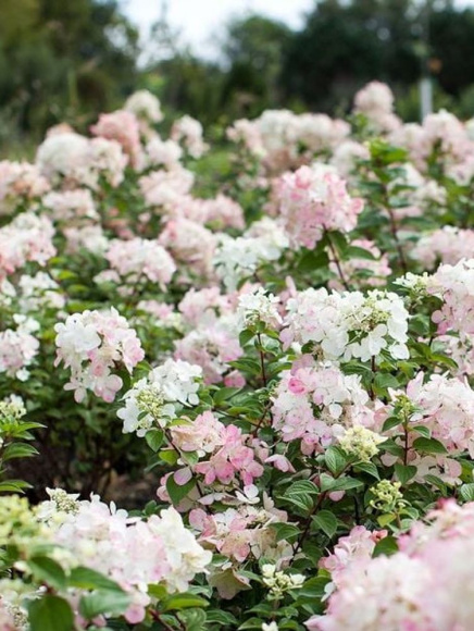 Гортензия Даймонд Руж (Diamant Rouge) метельчатая купить с доставкой