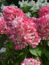 Гортензия Даймонд Руж (Diamant Rouge) метельчатая купить с доставкой