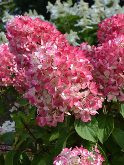 Гортензия Даймонд Руж (Diamant Rouge) метельчатая купить с доставкой