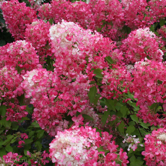 Гортензия Даймонд Руж (Diamant Rouge) метельчатая купить с доставкой Гортензия Даймонд Руж (Diamant Rouge) метельчатая купить с доставкой