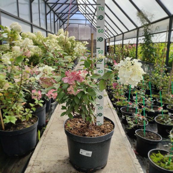 Гортензия Даймонд Руж (Diamant Rouge) метельчатая купить с доставкой Гортензия Даймонд Руж (Diamant Rouge) метельчатая купить с доставкой