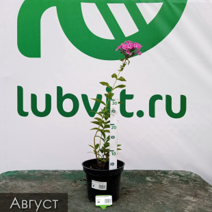 Флокс Князь Серебряный