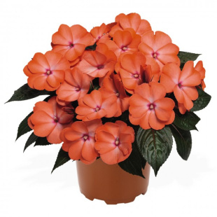 Бальзамин Магнум Вайлд Салмон (Magnum Wild Salmon)