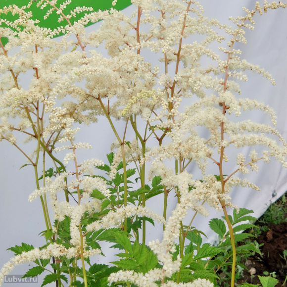 Астильба Белая купить с доставкой