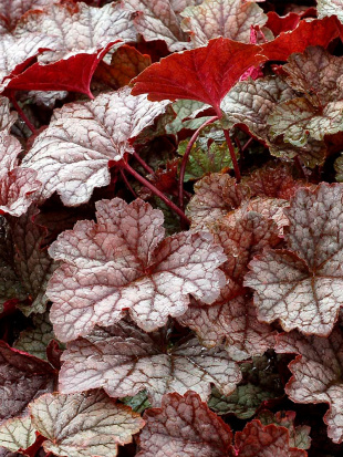 Гейхерелла Твайлайт (Twilight)