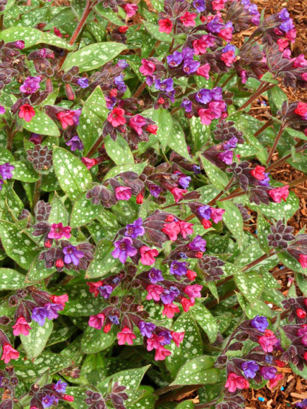 Медуница Викториан Бруч (Victorian Brooch) купить с доставкой