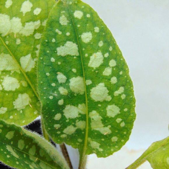 Медуница Викториан Бруч (Victorian Brooch) купить с доставкой