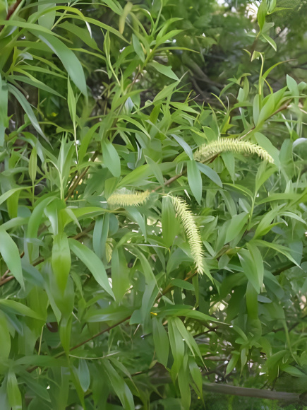 Ива ломкая шаровидная (Salix fragilis Globosa) купить с доставкой