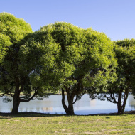 Ива ломкая шаровидная (Salix fragilis Globosa) Ива ломкая шаровидная (Salix fragilis Globosa)