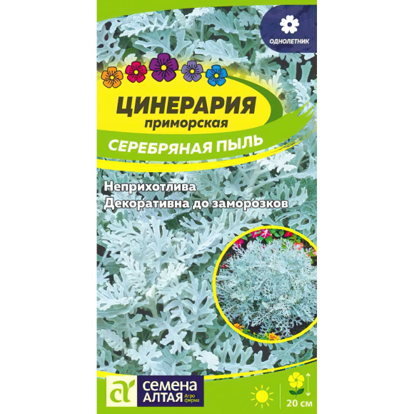 Цинерария Серебряная Пыль [Семена алтая] купить с доставкой