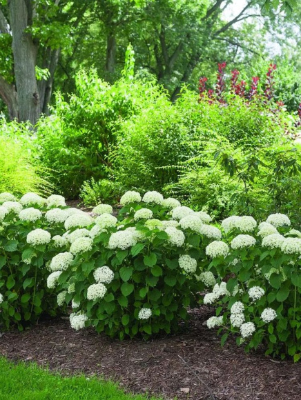 Гортензия Белла Рагацца Лиметта (Bella Ragazza Limetta) древовидная купить с доставкой