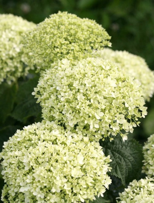 Гортензия Белла Рагацца Лиметта (Bella Ragazza Limetta) древовидная