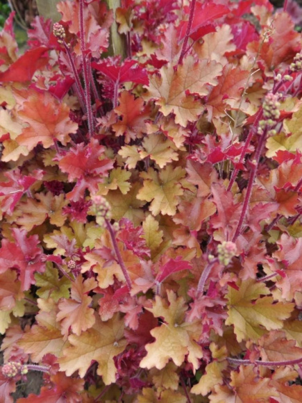 Гейхера Эмбер си (Amber Sea) купить с доставкой