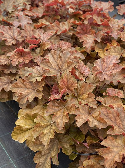 Гейхера Ворлд Кафе Арабика (World Caffe Arabica) купить с доставкой