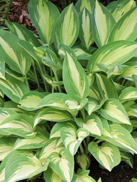 Хоста Бич Бой (Beach Boy) [L] купить с доставкой