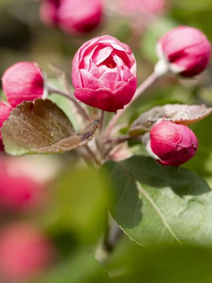 Яблоня Декоративная Бренди Мэджик купить с доставкой