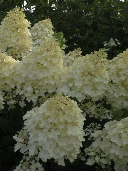 Гортензия Диамантино (Diamantino) метельчатая купить с доставкой