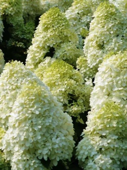 Гортензия Диамантино (Diamantino) метельчатая купить с доставкой