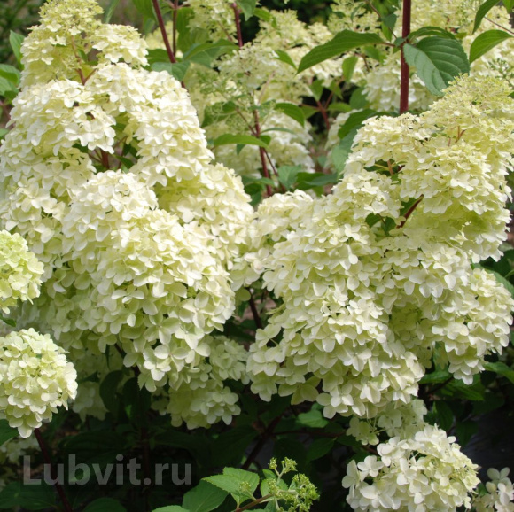 Гортензия Диамантино (Diamantino) метельчатая купить с доставкой Гортензия Диамантино (Diamantino) метельчатая купить с доставкой