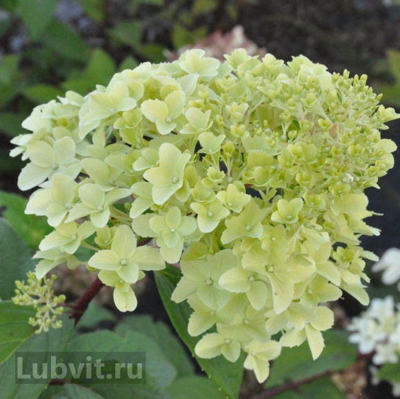 Гортензия Диамантино (Diamantino) метельчатая купить с доставкой Гортензия Диамантино (Diamantino) метельчатая купить с доставкой