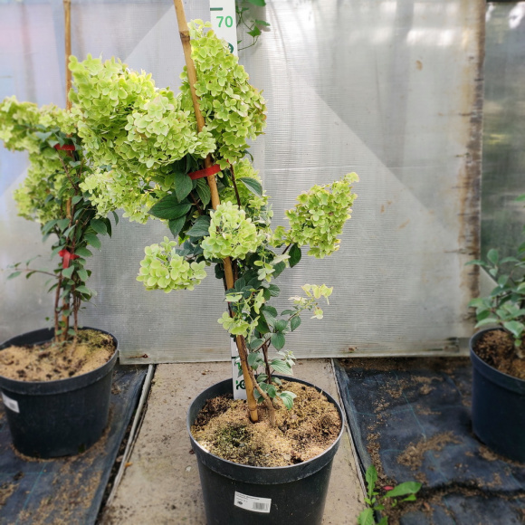 Гортензия Диамантино (Diamantino) метельчатая купить с доставкой Гортензия Диамантино (Diamantino) метельчатая купить с доставкой