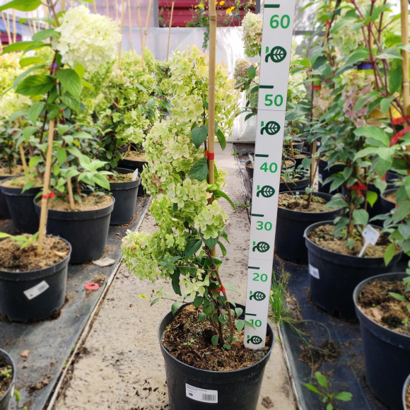 Гортензия Диамантино (Diamantino) метельчатая купить с доставкой Гортензия Диамантино (Diamantino) метельчатая купить с доставкой