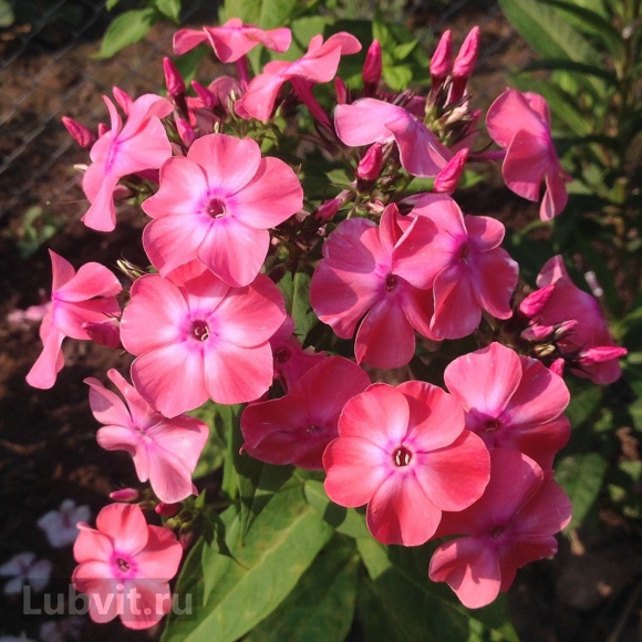 Флокс Земляничное суфле купить с доставкой Флокс Земляничное суфле купить с доставкой