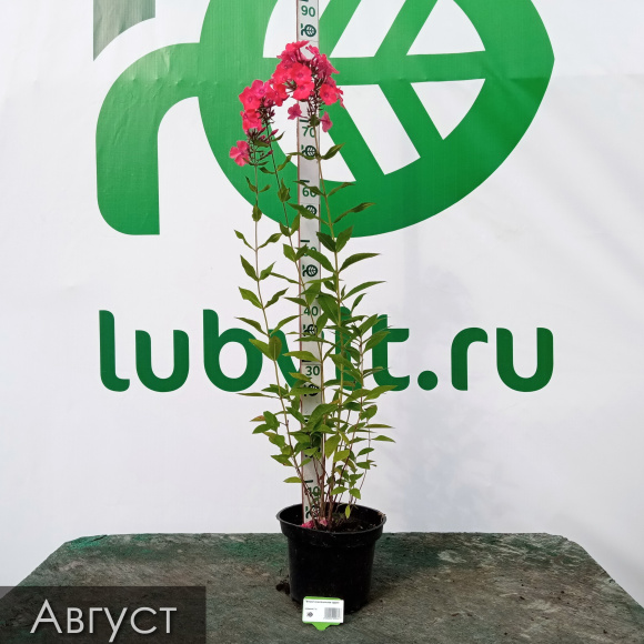 Флокс Земляничное суфле купить с доставкой Флокс Земляничное суфле купить с доставкой