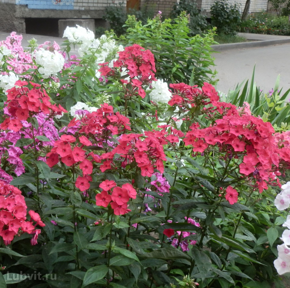 Флокс Земляничное суфле купить с доставкой Флокс Земляничное суфле купить с доставкой