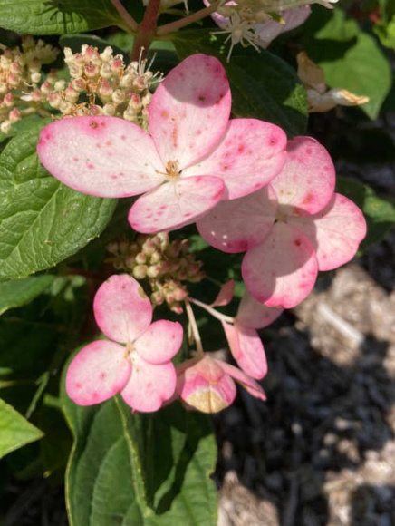 Гортензия Пинк Даймонд (Pink Diamond) метельчатая купить с доставкой