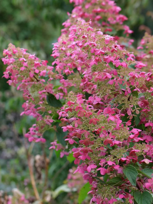 Гортензия Пинк Даймонд (Pink Diamond) метельчатая