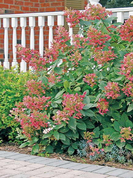 Гортензия Пинк Даймонд (Pink Diamond) метельчатая купить с доставкой