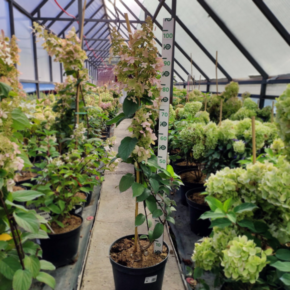 Гортензия Пинк Даймонд (Pink Diamond) метельчатая купить с доставкой Гортензия Пинк Даймонд (Pink Diamond) метельчатая купить с доставкой