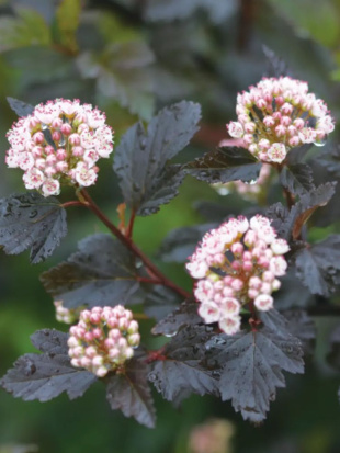 Пузыреплодник Саммер Вайн (Summer Wine)