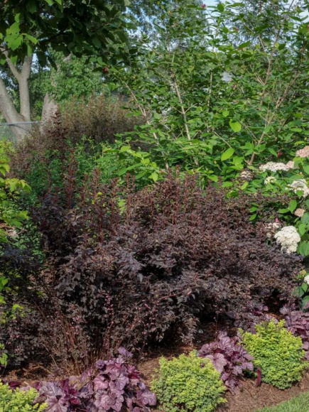 Пузыреплодник Саммер Вайн (Summer Wine) купить с доставкой