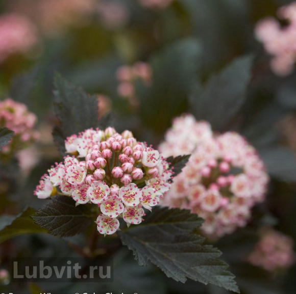 Пузыреплодник Саммер Вайн (Summer Wine) купить с доставкой Пузыреплодник Саммер Вайн (Summer Wine) купить с доставкой