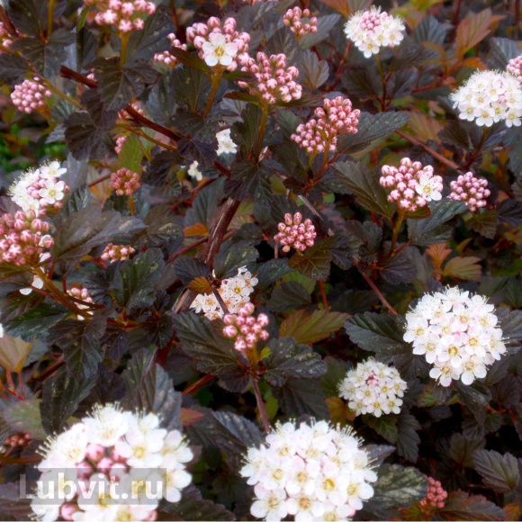 Пузыреплодник Саммер Вайн (Summer Wine) купить с доставкой Пузыреплодник Саммер Вайн (Summer Wine) купить с доставкой