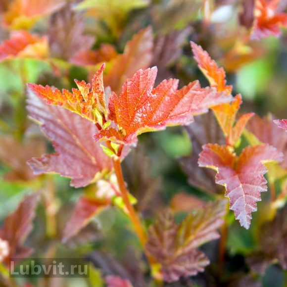 Пузыреплодник Саммер Вайн (Summer Wine) купить с доставкой Пузыреплодник Саммер Вайн (Summer Wine) купить с доставкой