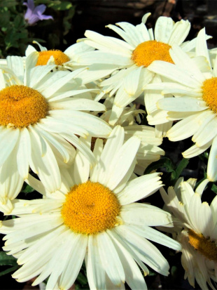 Нивяник О-ля-Лякрем (Ooh La Lacreme)