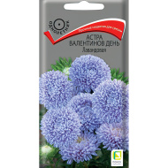Астра Валентинов день Лавандовая [Поиск]