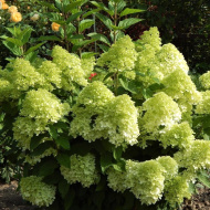 Гортензия Панателла (Panatella) метельчатая Гортензия Панателла (Panatella) метельчатая