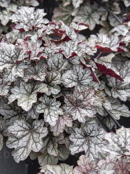 Гейхера Ворлд Кафе Корретто (World Caffe Corretto)