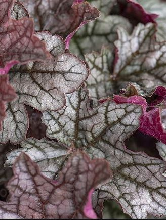 Гейхера Ворлд Кафе Корретто (World Caffe Corretto) купить с доставкой